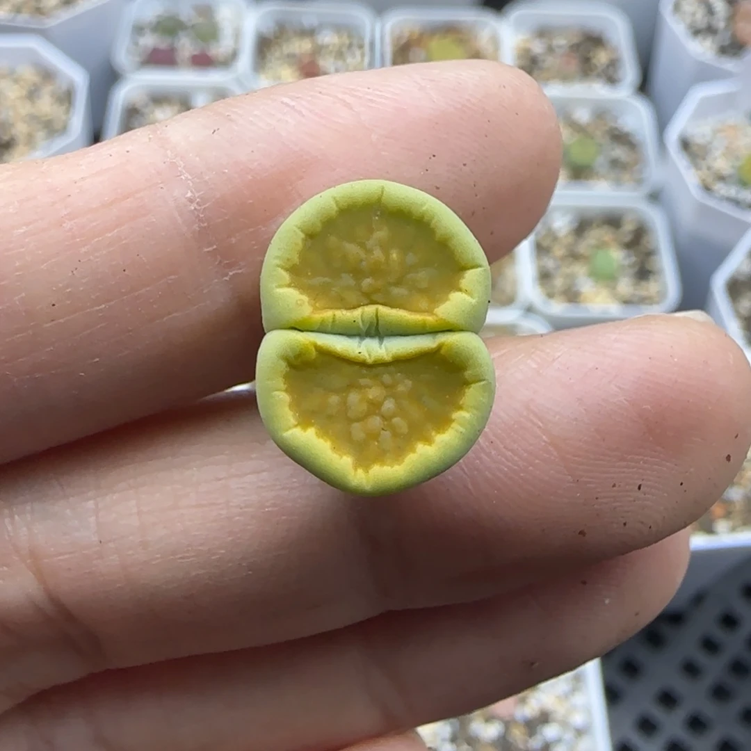 833稍缺水特30包邮