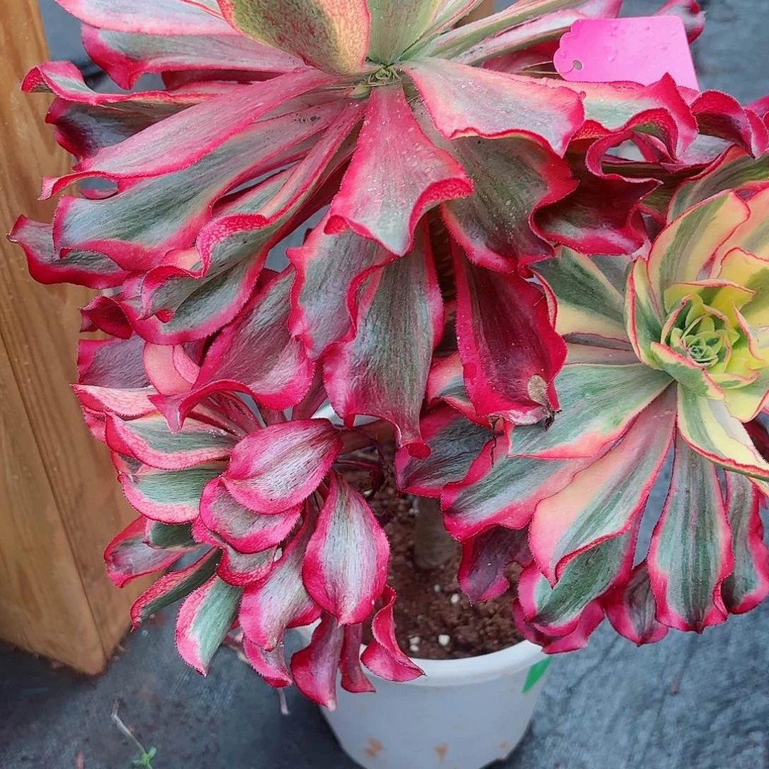 我在外面吃饭888