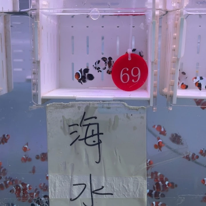 海水鱼精品混搭5条2-3
