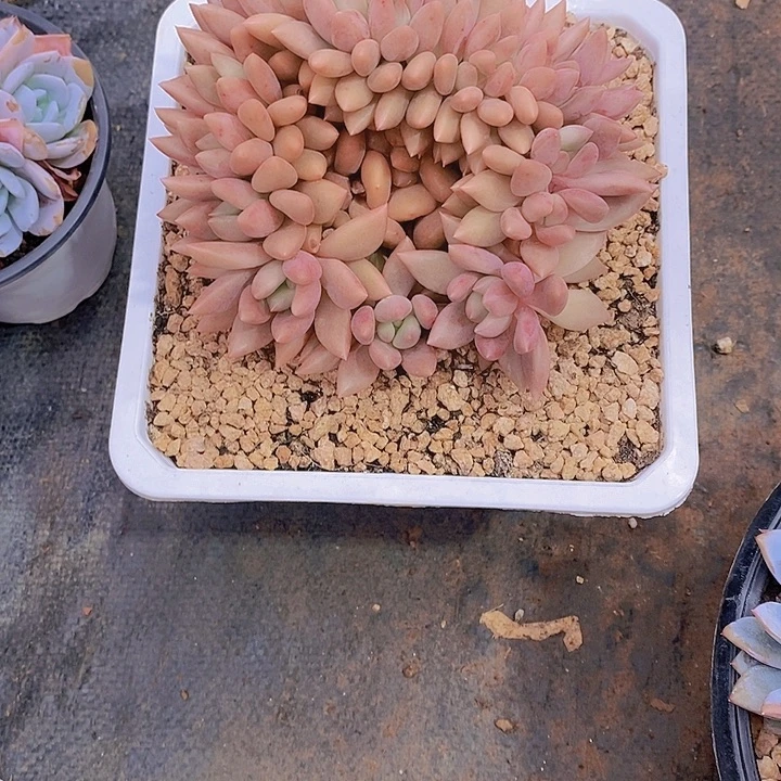 L***y桃花源多肉植物老桩