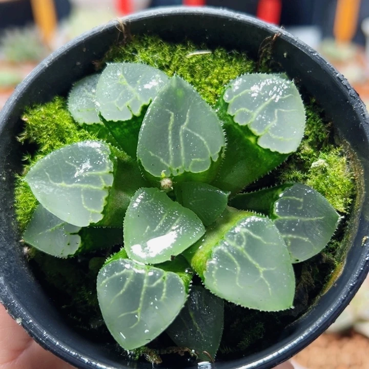 十二卷多肉池田玻璃