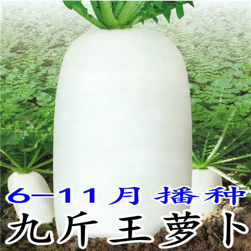 【全店满5包包邮】四季九斤王萝卜籽