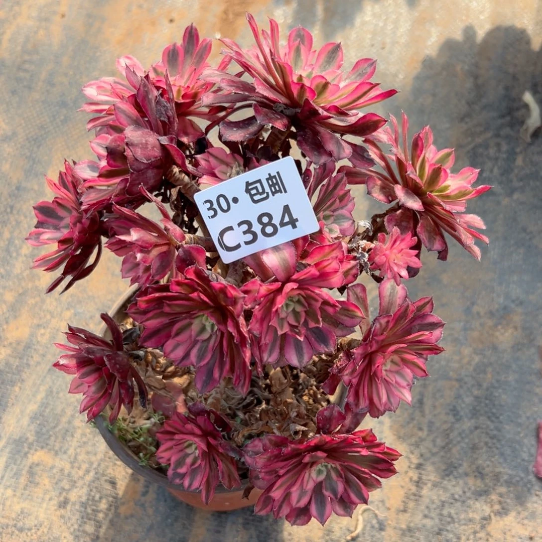 384 粉铜多肉法师