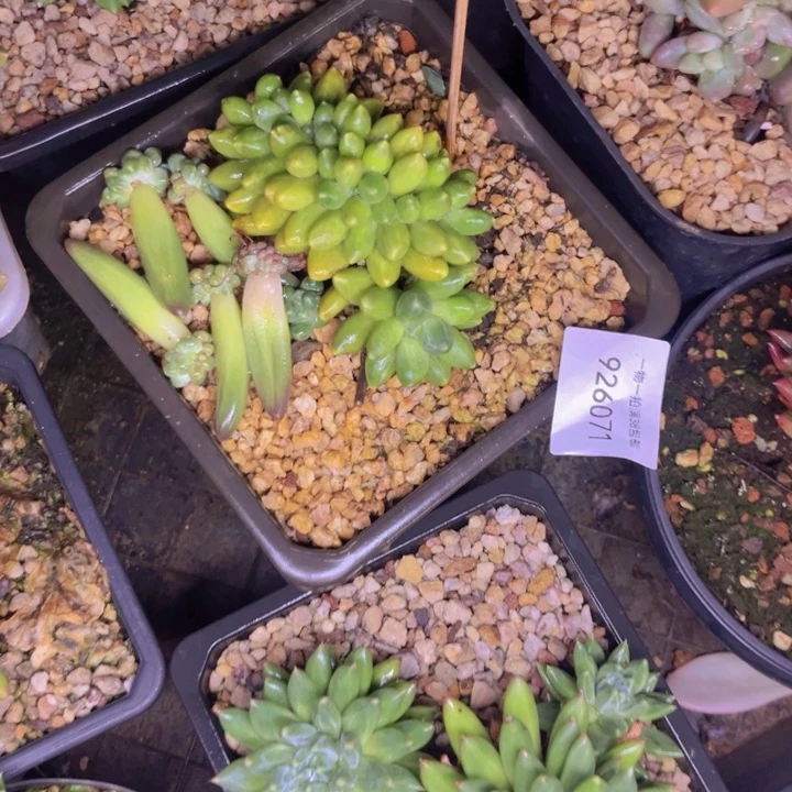 小***二千代田071多肉植物