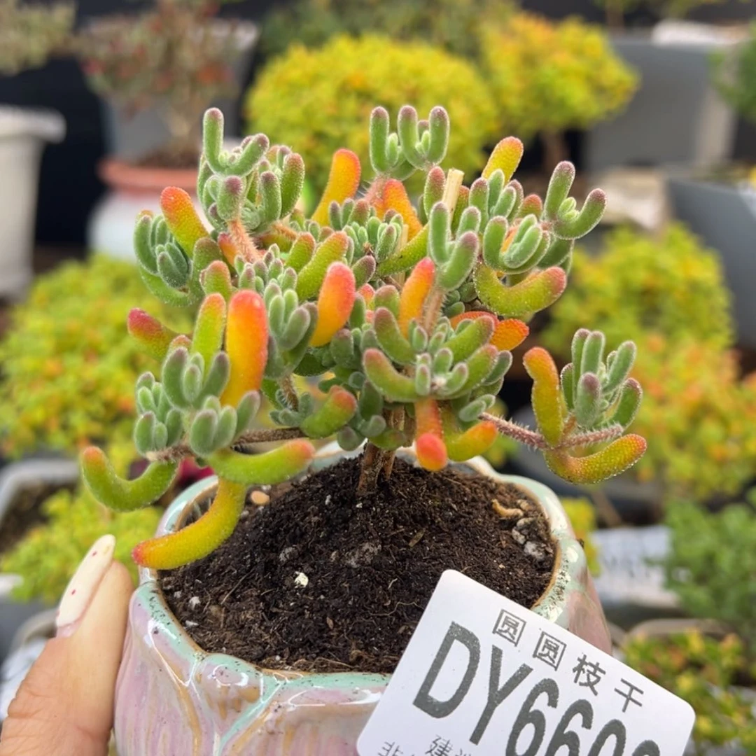 【闪购商品】dy6603老桩琉璃冠幅7cm