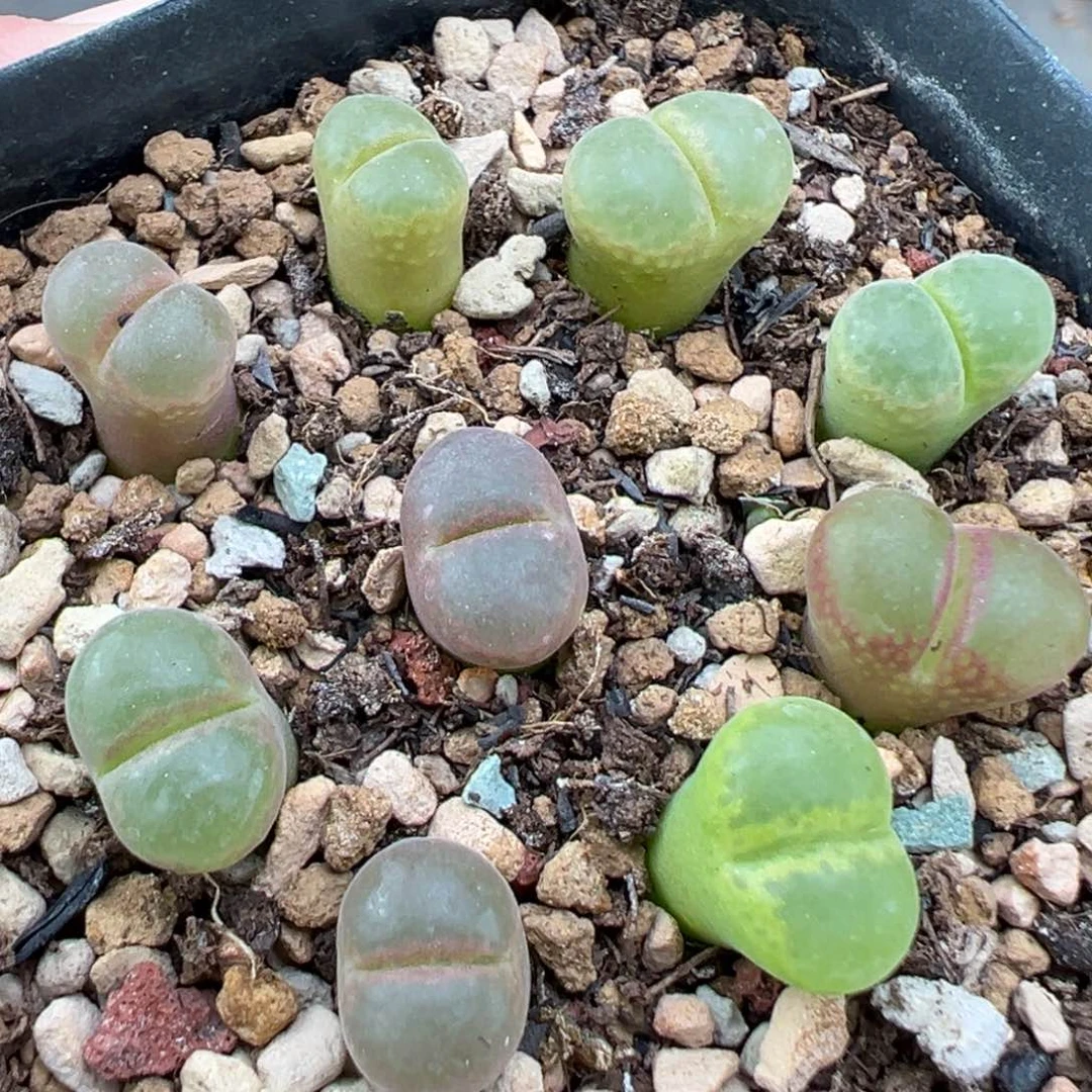 10.26好看的多肉脱土发货720