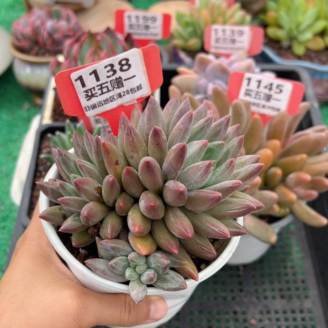 表妹精品多肉1138.