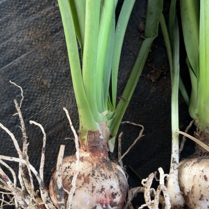 无花朵黄金姑娘包对版三号