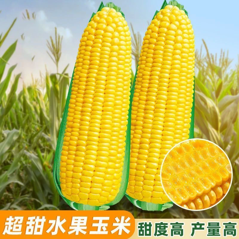 超甜水果玉米种子生吃大棒非转基因四季播杂交檽玉米甜脆玉米种子