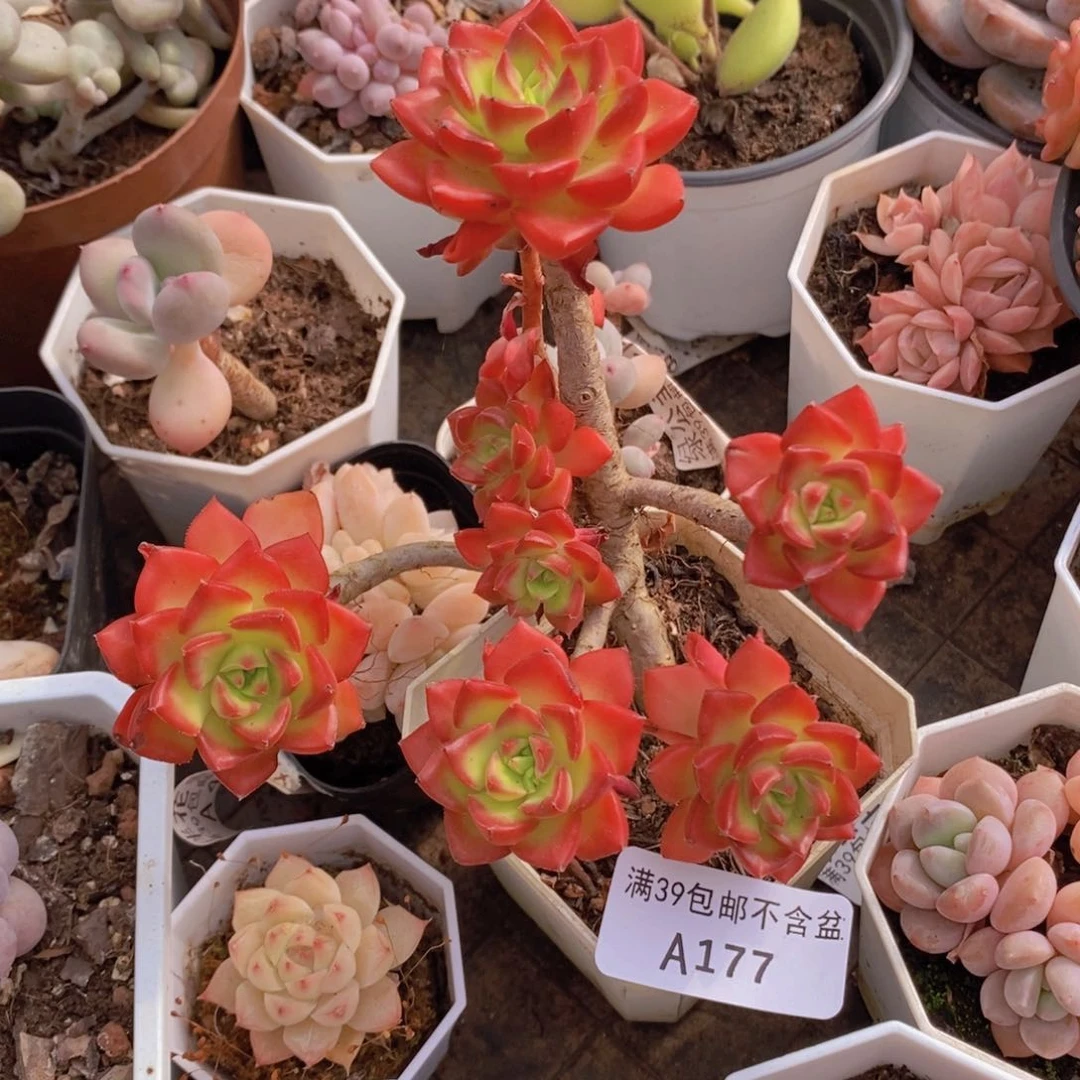 蒂亚老桩177多肉植物