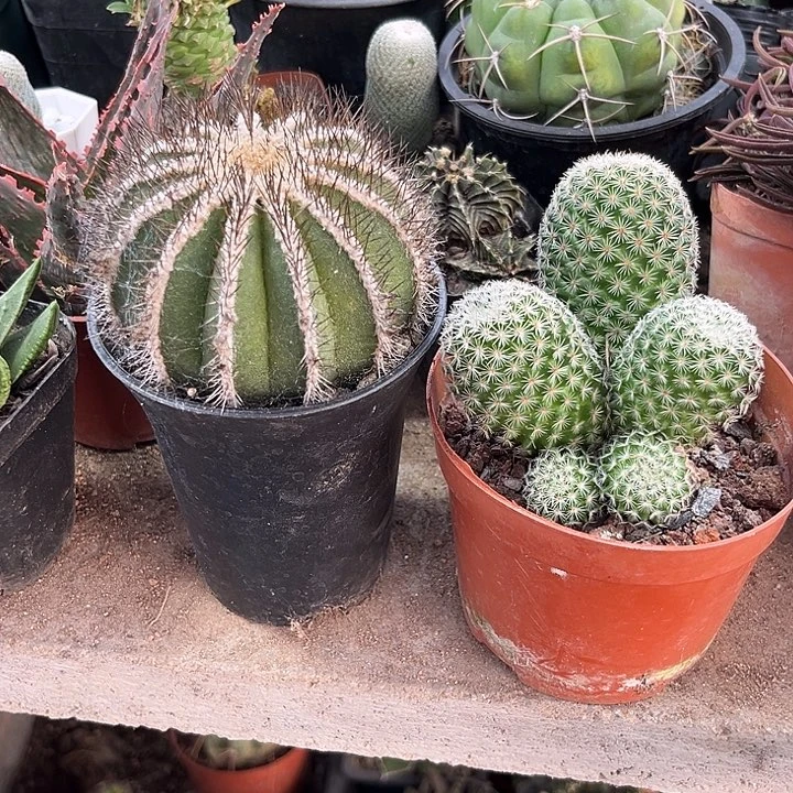 悠波球和马图达，，
