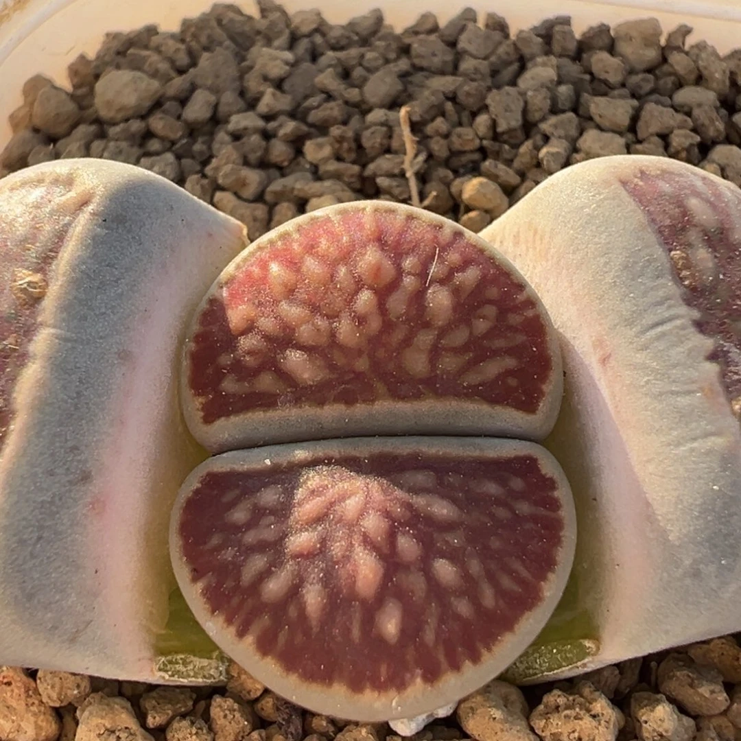 201多肉植物百科植物