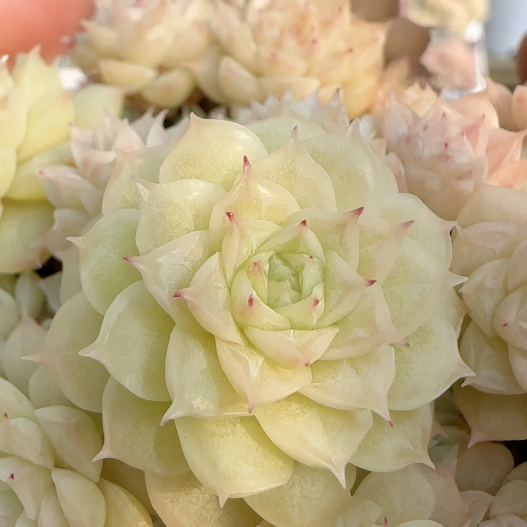 原****啊【闪购商品】0202-115优选麦杆