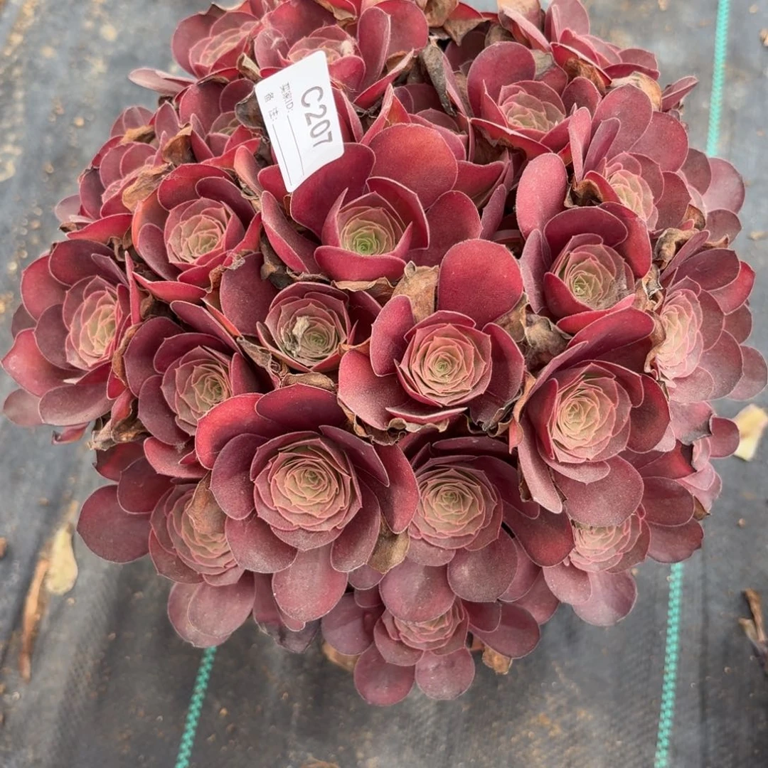 伊***零207没金玫瑰多肉植物
