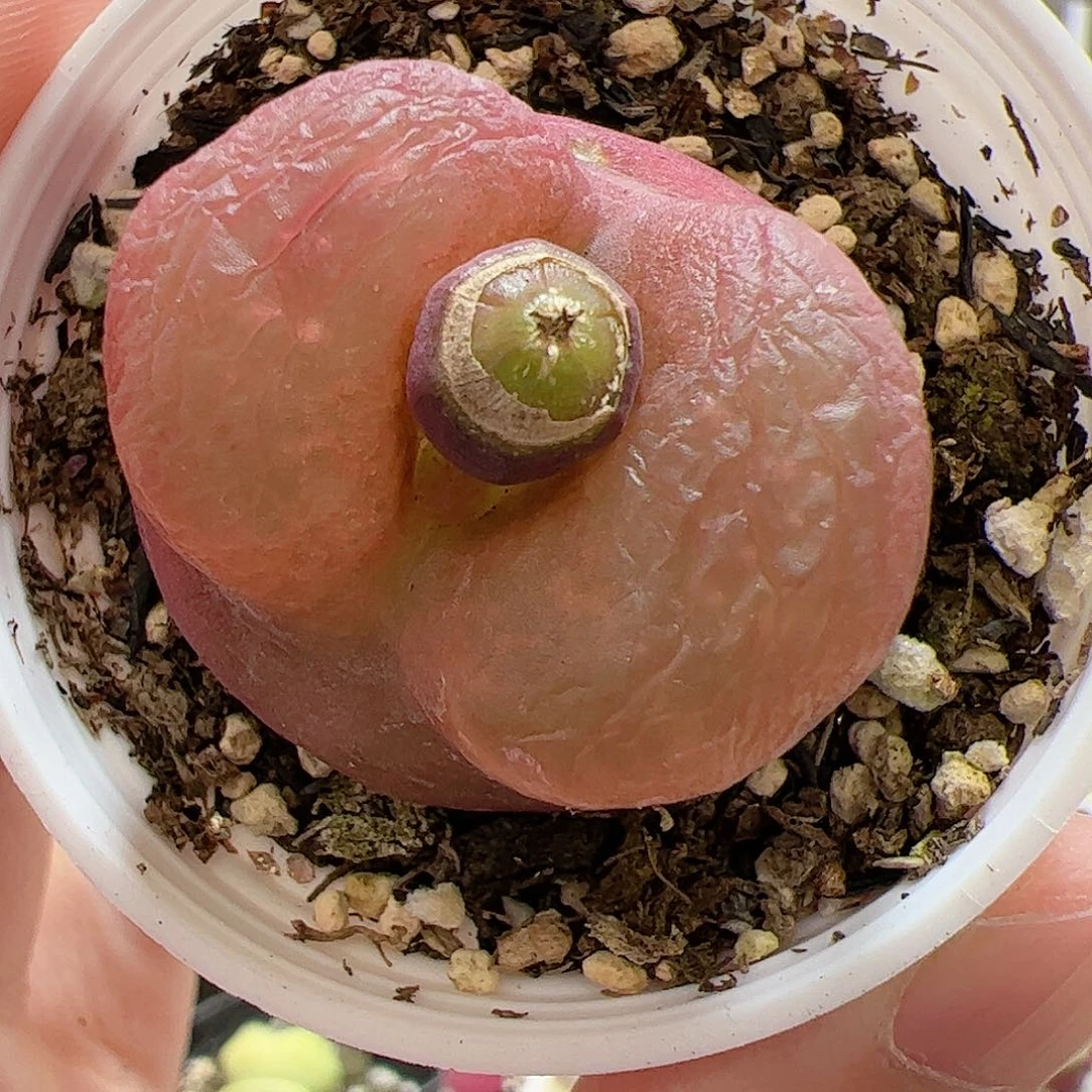 【闪购商品】166 带盆