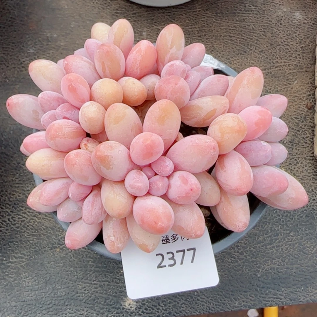 汤圆无砍，2337多肉植物