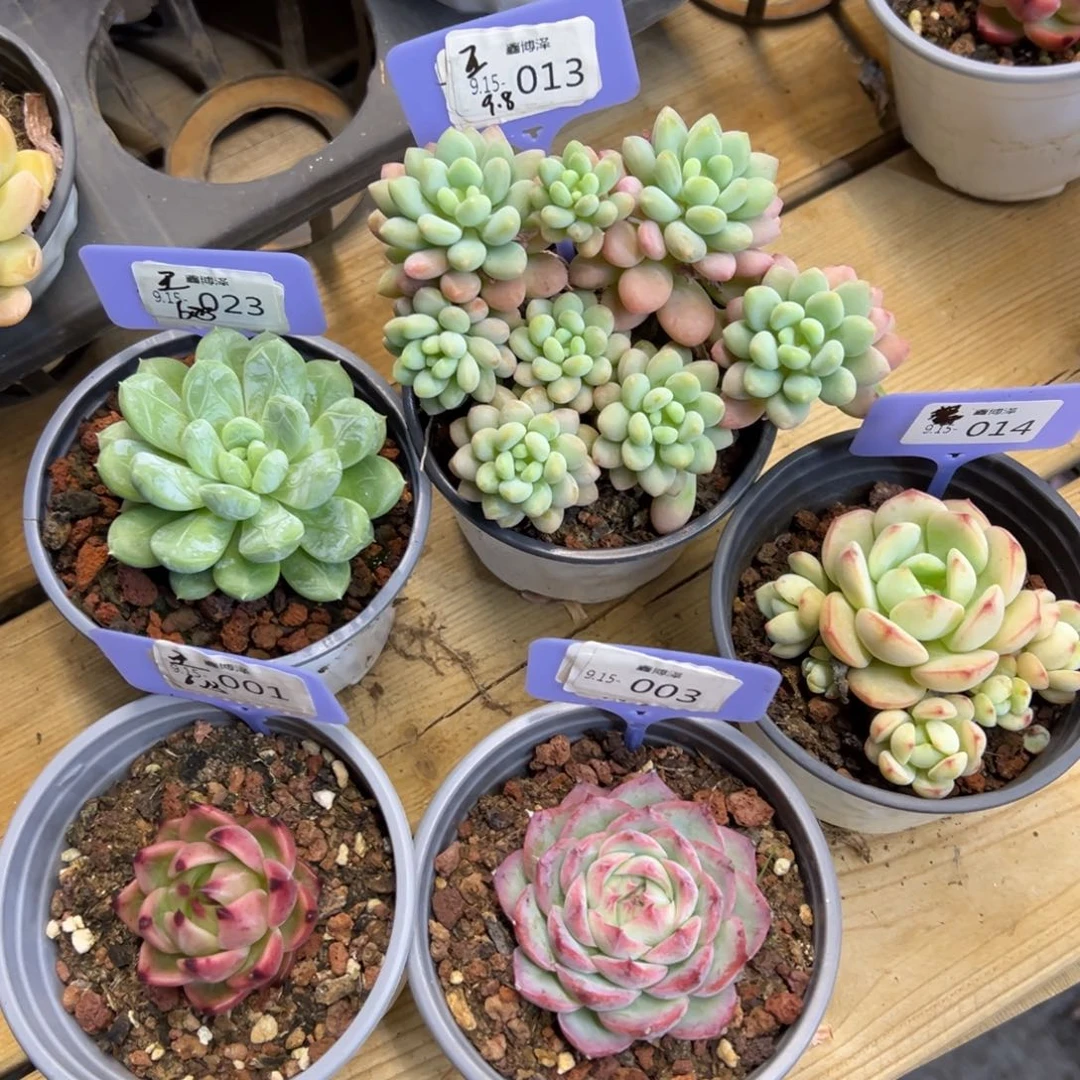 青****王定向9.15-23 13 01 03 14五颗