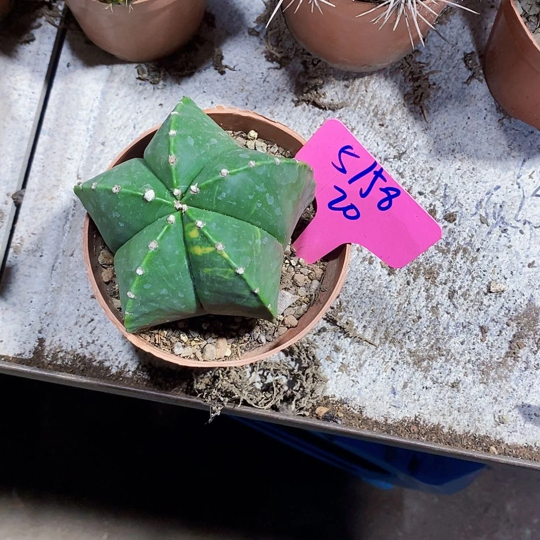 安***儿无花朵5158号五角111111111111个