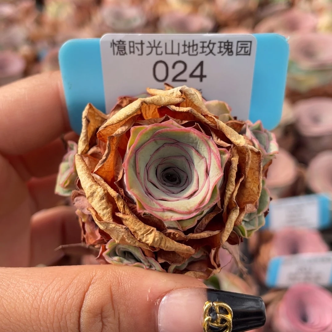 山地玫瑰024裸根发货不售后