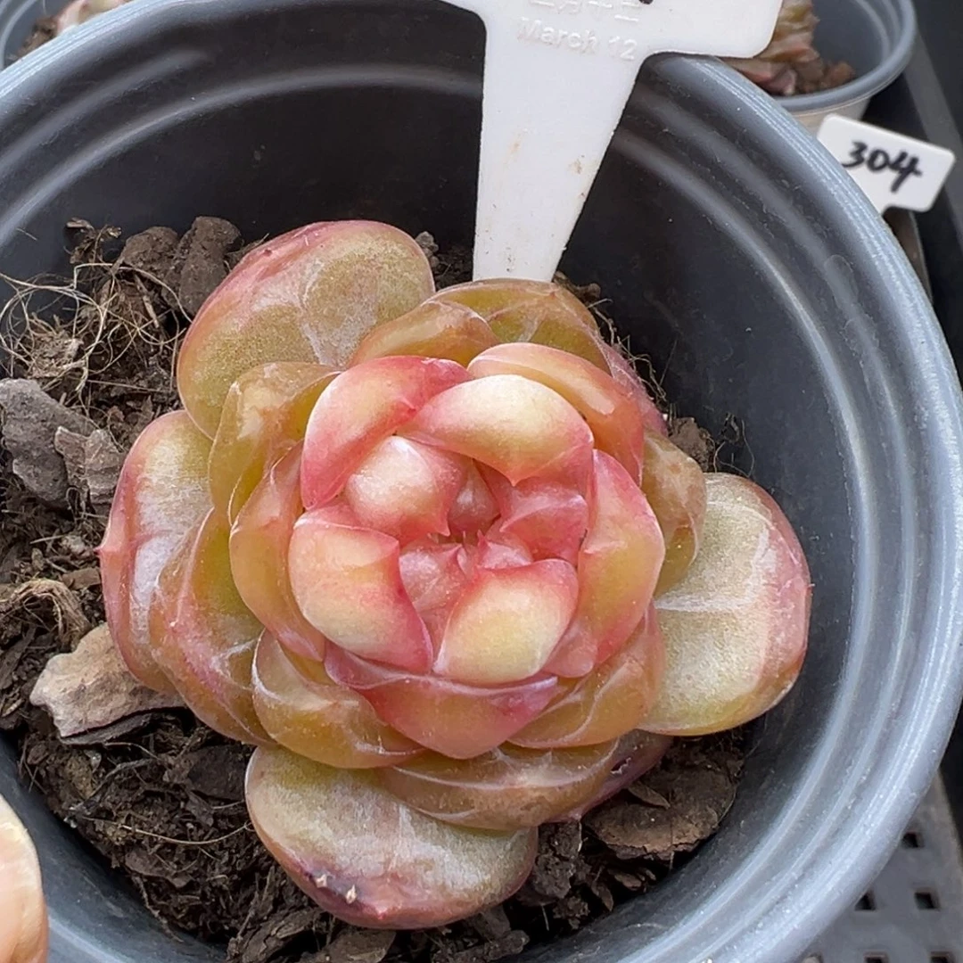人***花639号福利，晗雨多肉