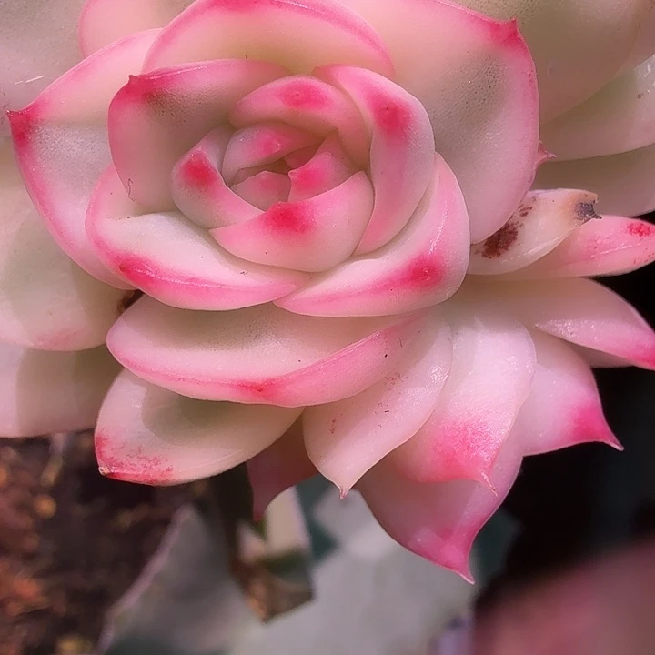 琉璃盏锦崽多肉锦