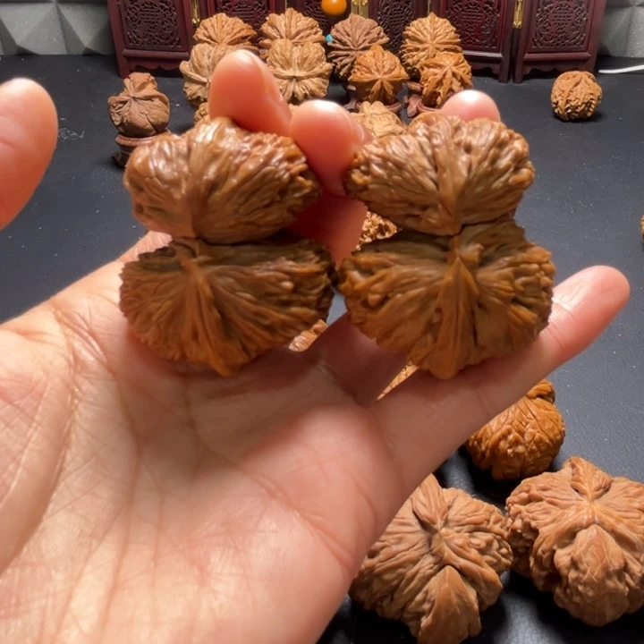 白狮子小连体42尺寸核桃哈哈哈哈哈哈哈