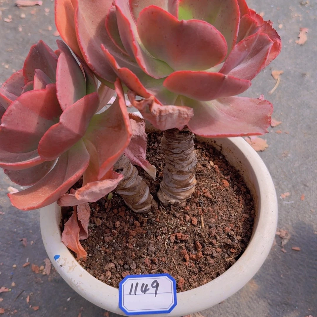 1149秀妍凡艺多肉