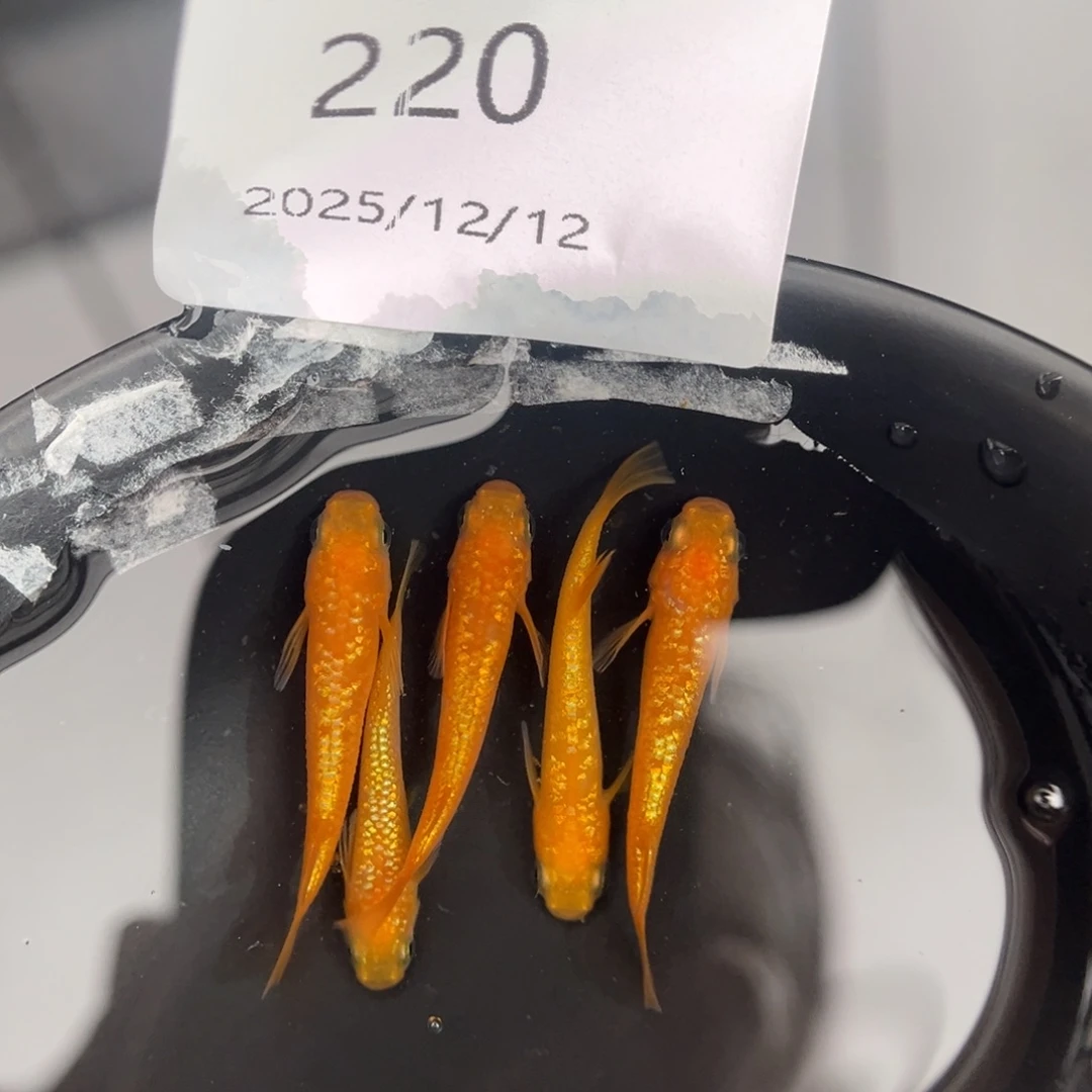 青鳉鱼220玫瑰宝石五尾