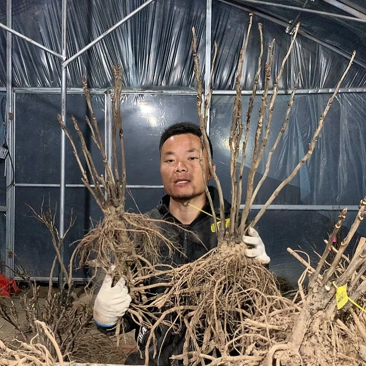 无花朵八千代春一物一拍
