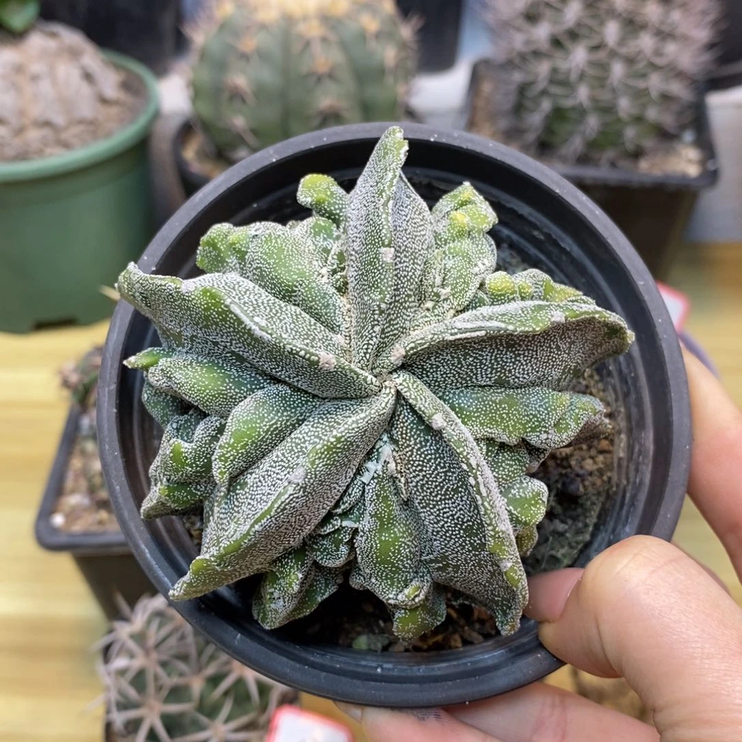 16号 实生 银沙黄体核桃8.5公分