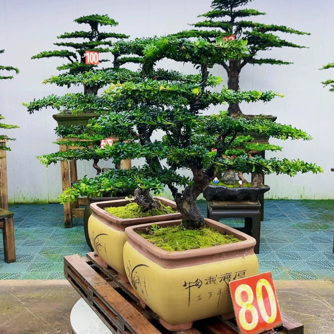 【闪购商品】无花朵