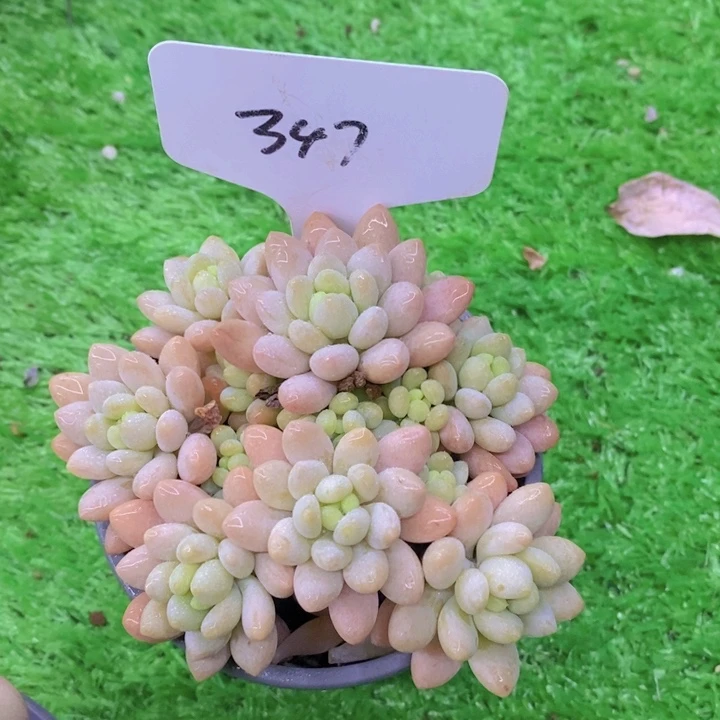 运****】多肉植物，开心多肉