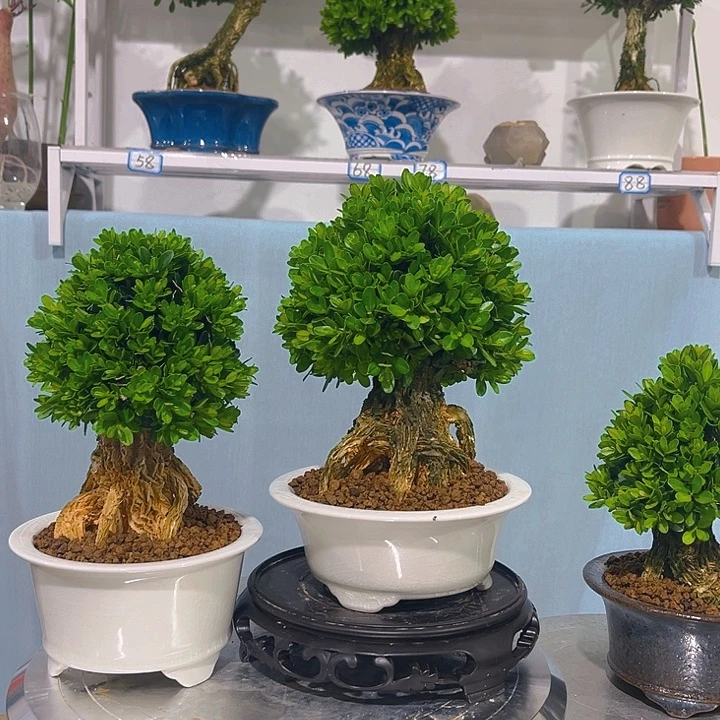 1***4无花朵浙江黄杨一树一拍