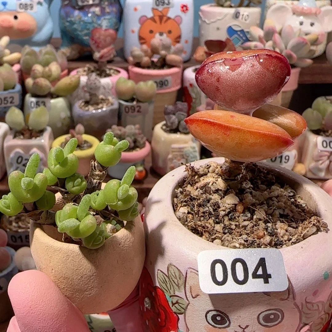 小***三首选爱心 枝干兔子