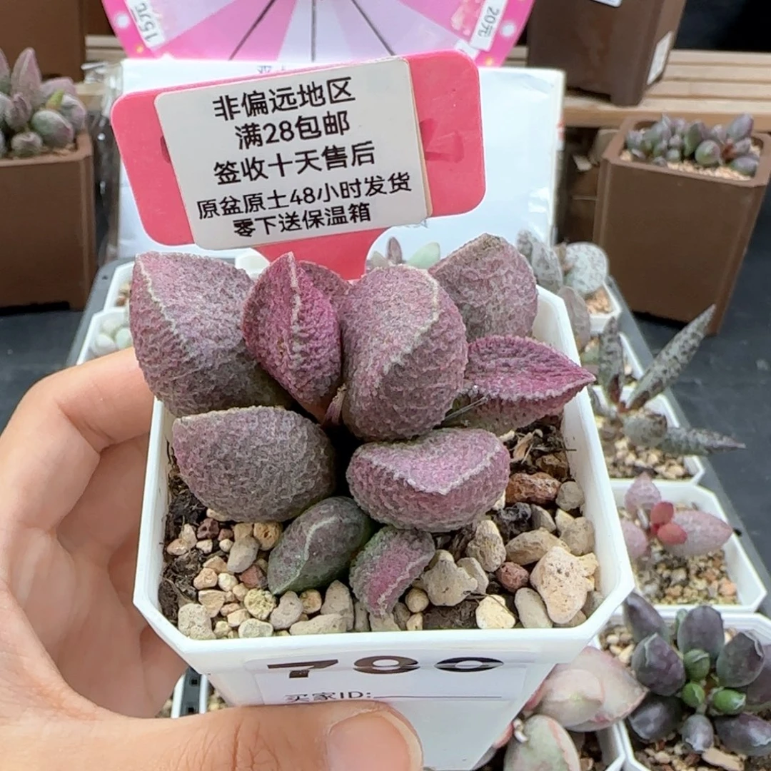 780哈莫猪肝多肉