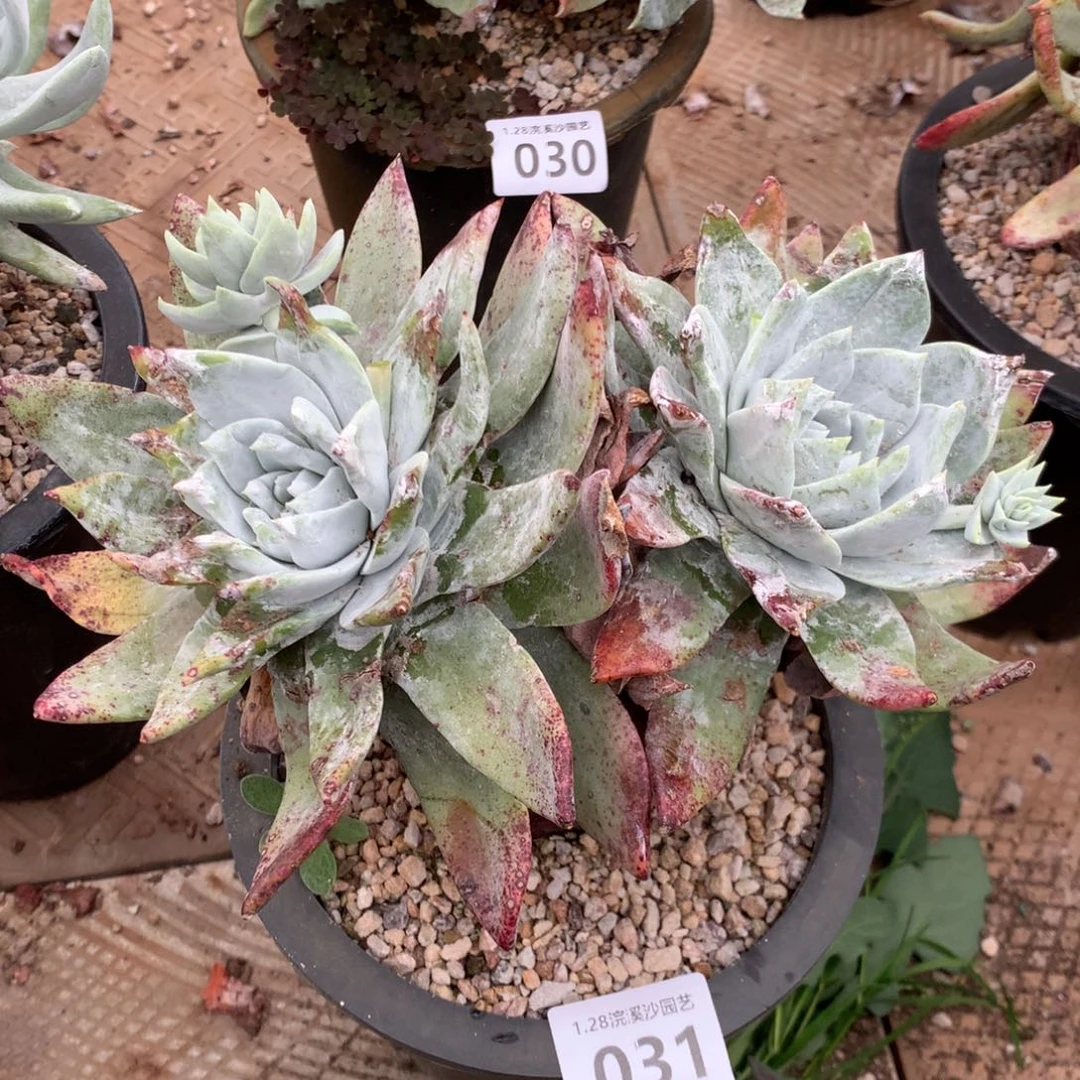 仙****塞丽娜多肉，2月8日发货，新年快乐