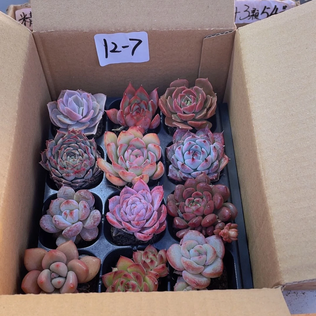 【闪购商品】12颗-7