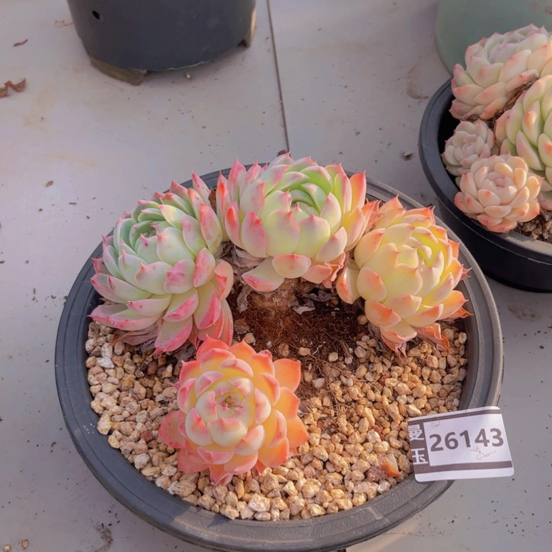 杂多肉植物多肉26143