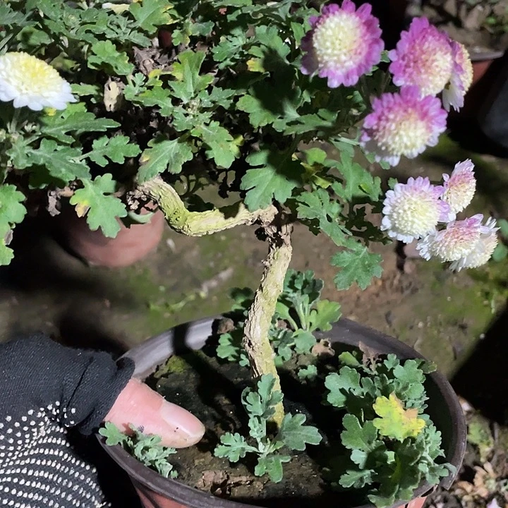 小****38菊花菊花菊花菊花