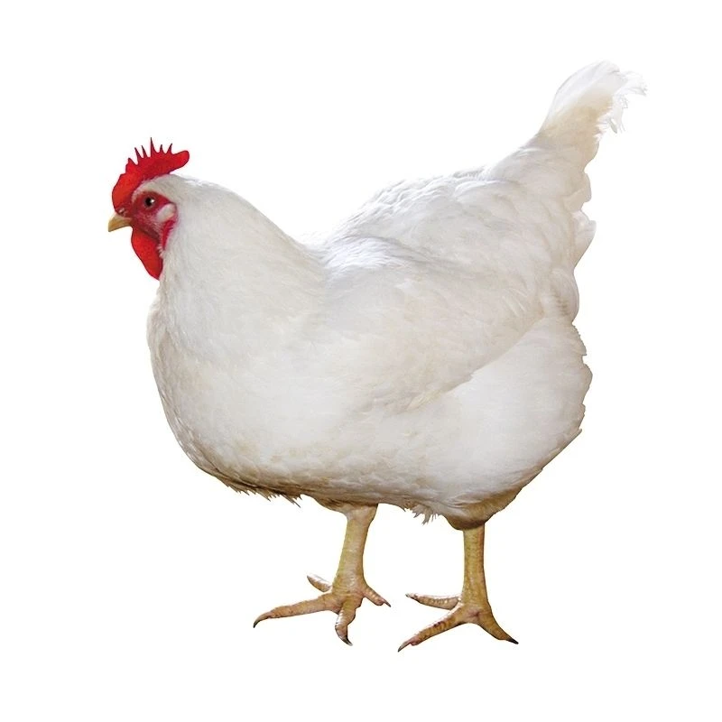 宠物鸡  白来航鸡