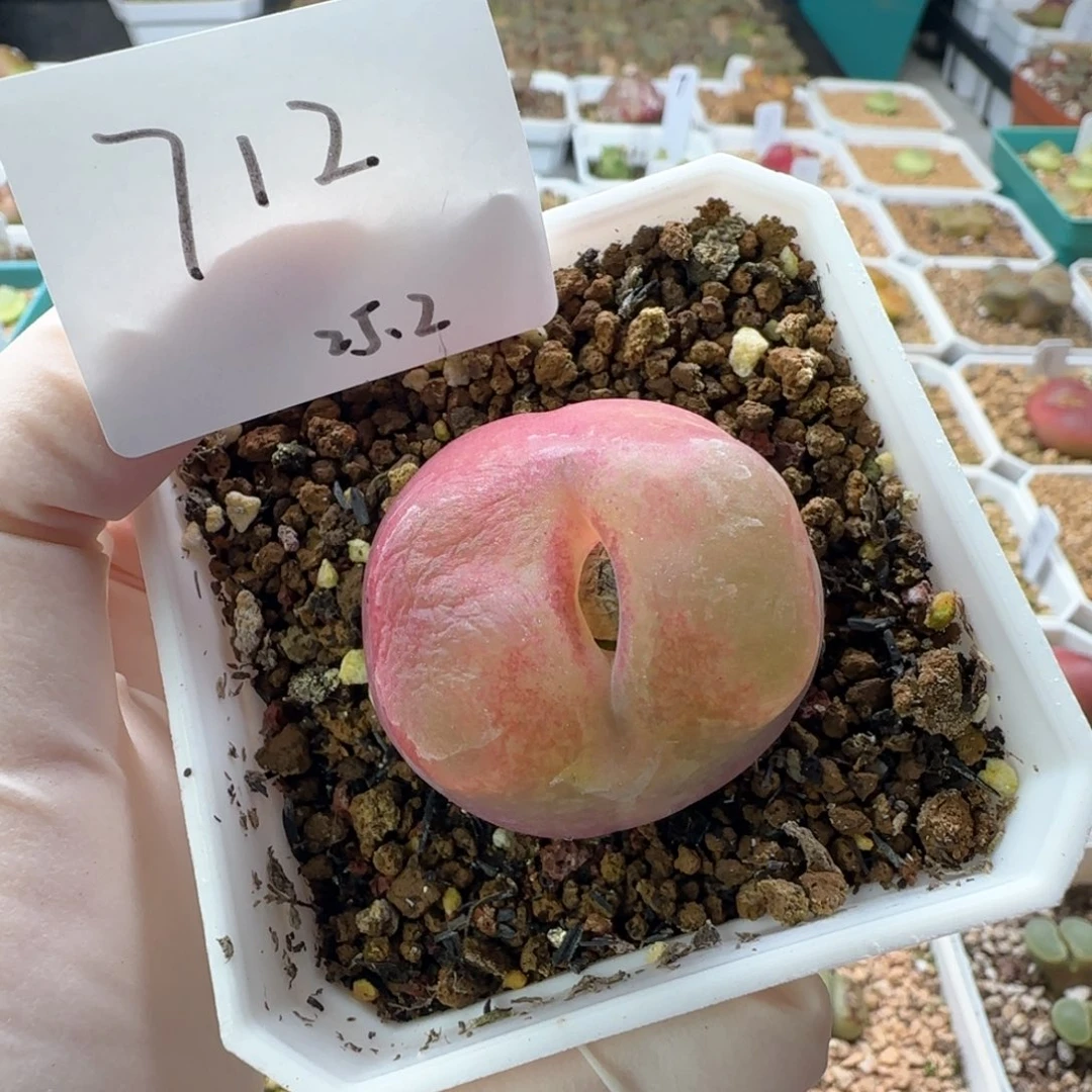 多**肉多肉多肉多肉2025-712