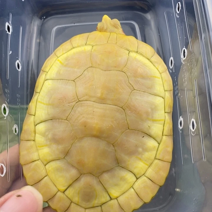 巴西彩龟母6666666