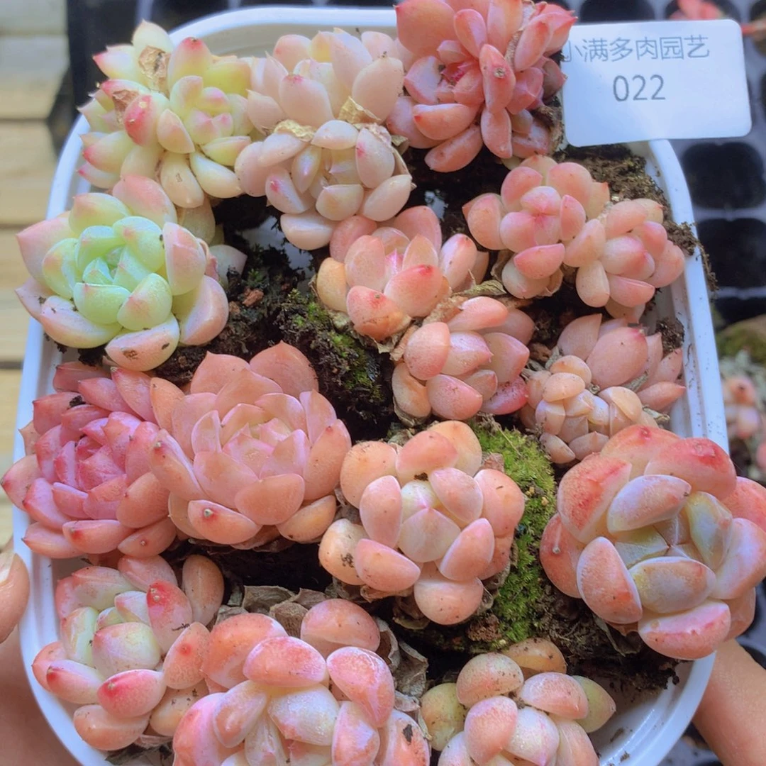 我也不知道我为什么要这样022