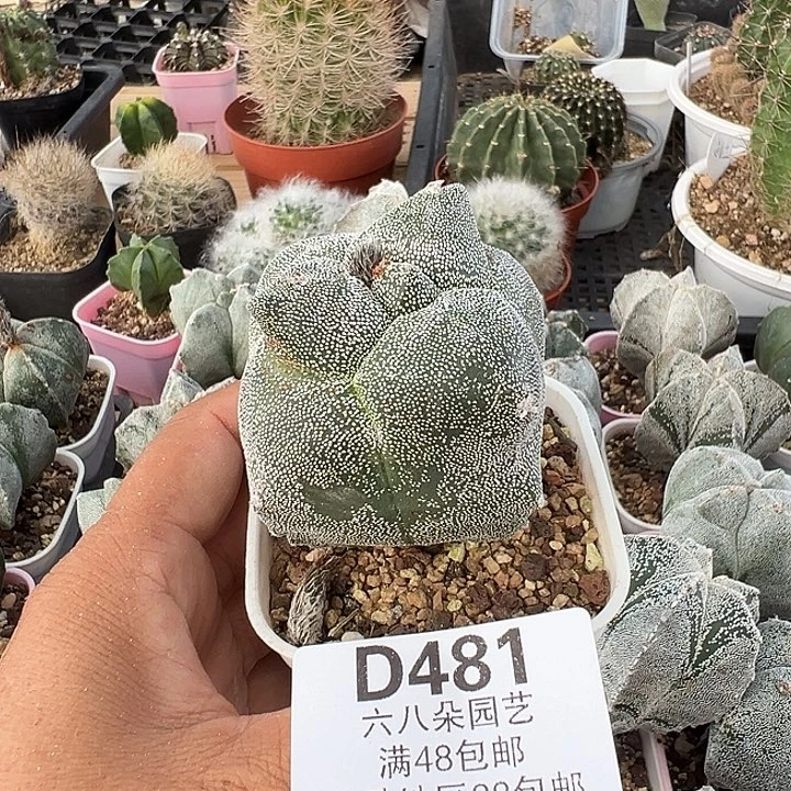 g***7481号实生鸾多肉植物