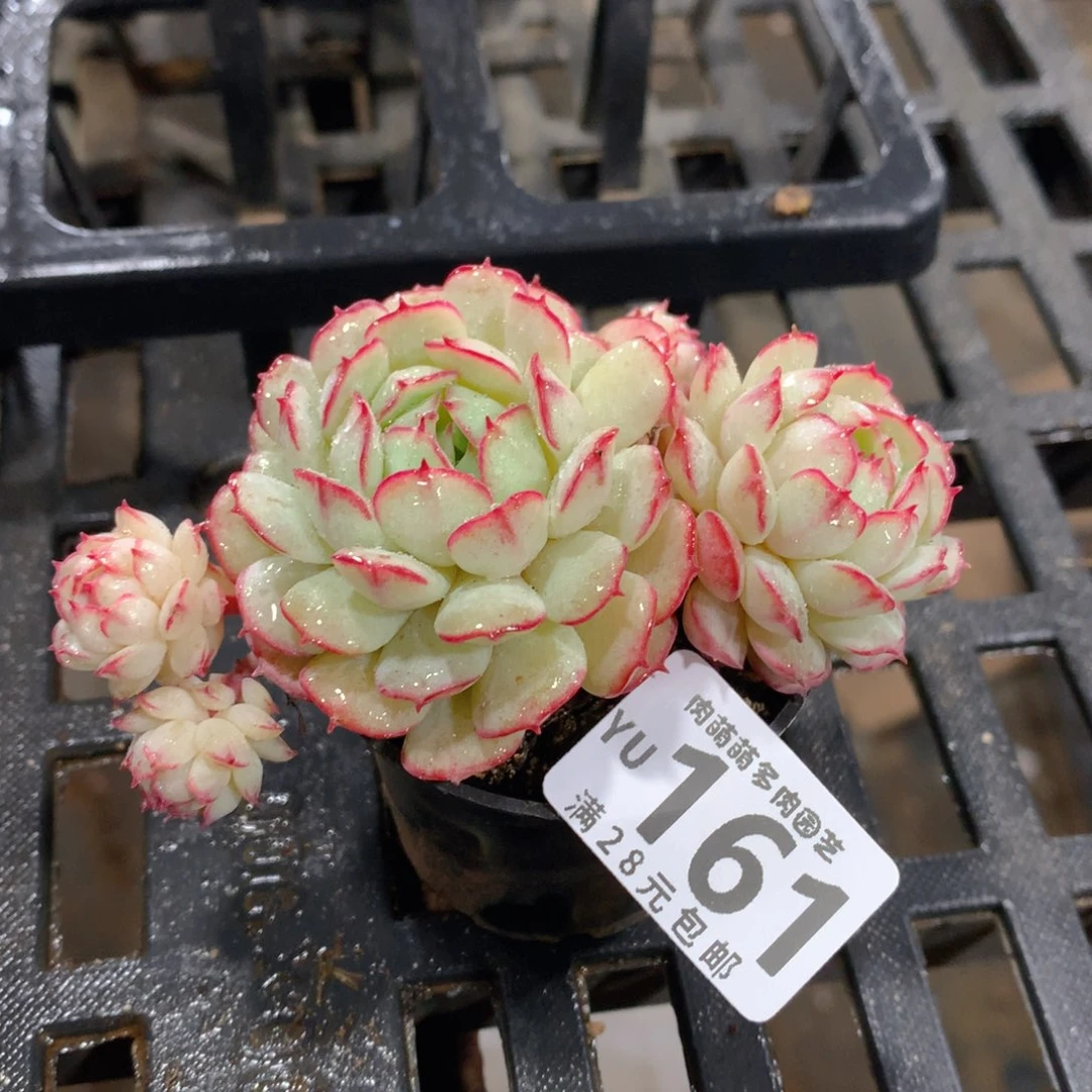 肉萌萌拇指盆精控多肉YU161