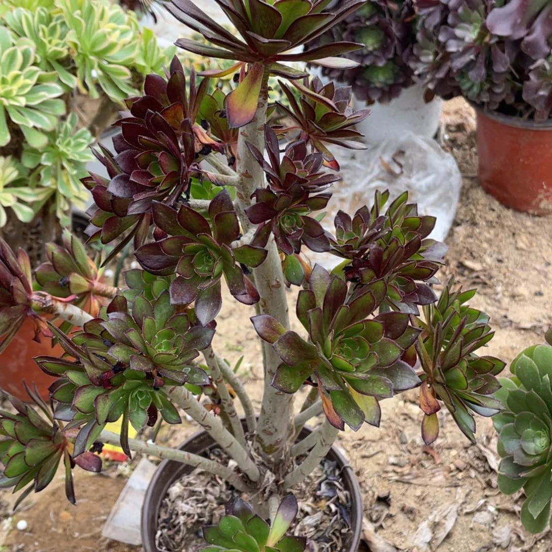 933黑法师多肉法师断枝不包