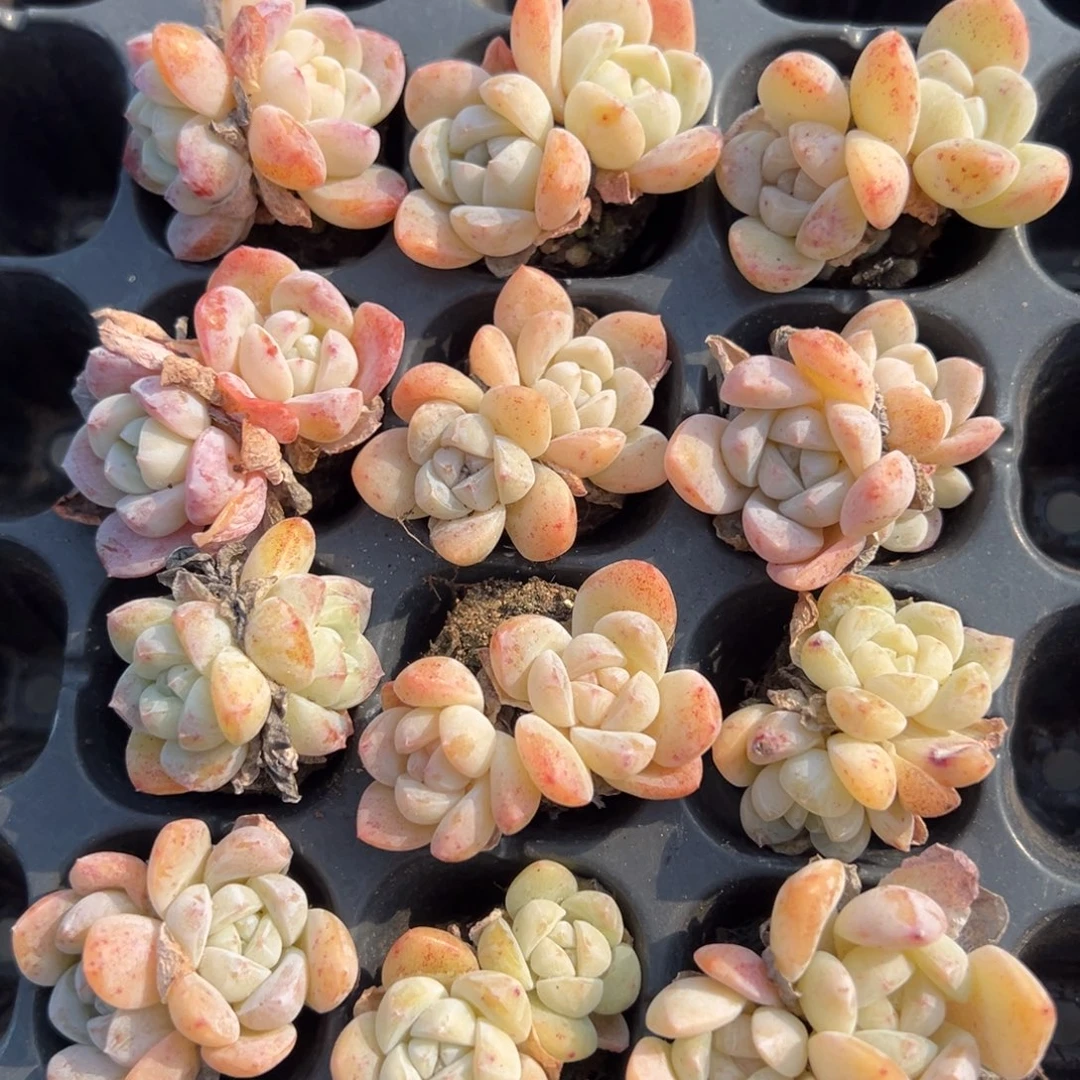 雪媚娘双头到手3颗量拍多肉满18元包邮下午发货