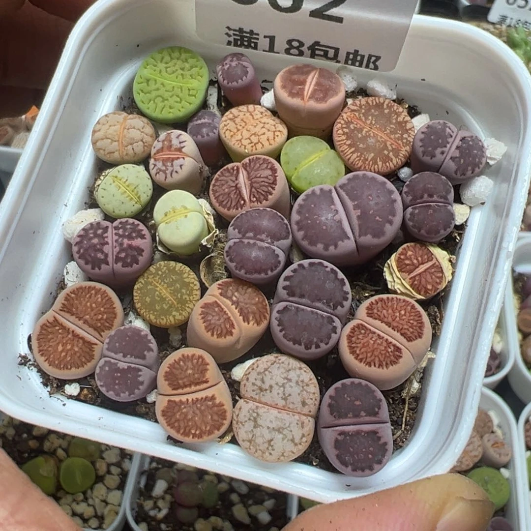 【闪购商品】 662。