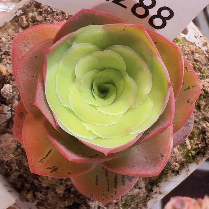 山地玫瑰多肉植物288
