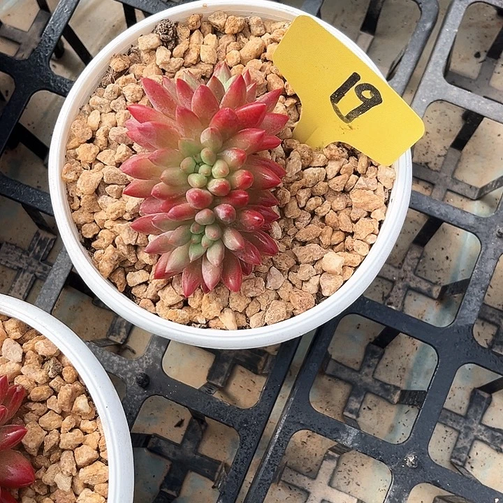 红体虞美人19号码牌子的话